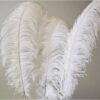 Location plumes d'autruche blanche centre de table