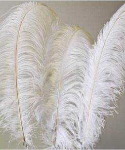 Location plumes d'autruche blanche centre de table