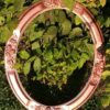 Location encadrement oval rose gold cuivré