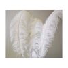 Plumes naturelle d'autruche blanche 50-60cm