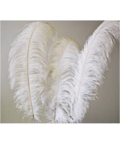Plumes naturelle d'autruche blanche 50-60cm