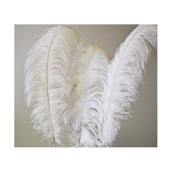 Plumes naturelle d'autruche blanche 50-60cm Plumes naturelle d'autruche blanche 50-60cm