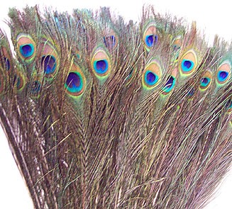 Location grandes Plumes de paon