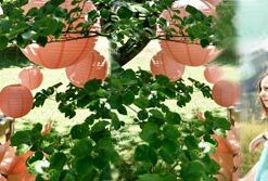 Corail et menthe