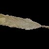 Location feuille sur tige dorée plumes paon OR