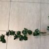 Location guirlande feuilles tropicales Monstera